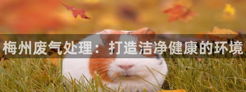 彩名堂官网计划：梅州废气处理：打造洁